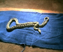 Sonoran Gophersnake