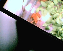Bright Red/Orange Wood Frog