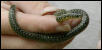 Speckled Kingsnake