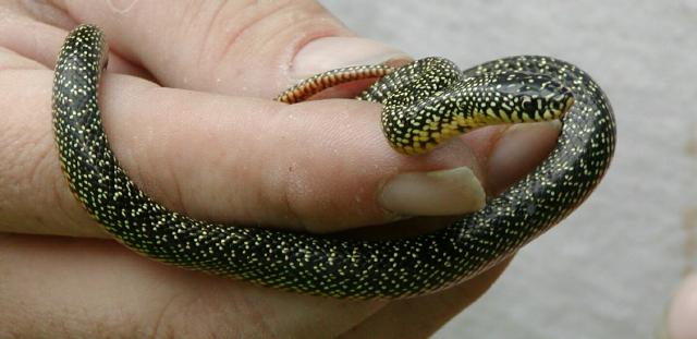 Speckled Kingsnake