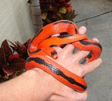 Striped Honduran