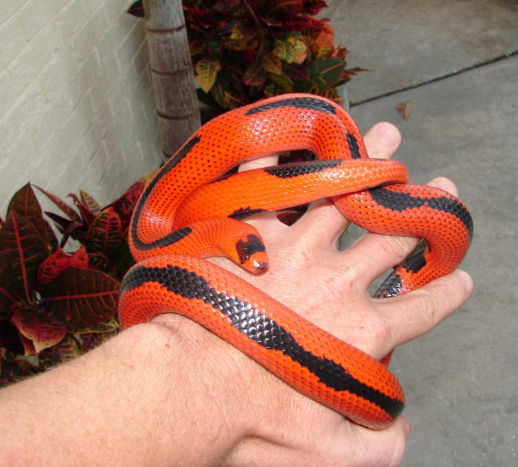 Striped Honduran