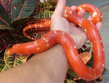 VP Albino