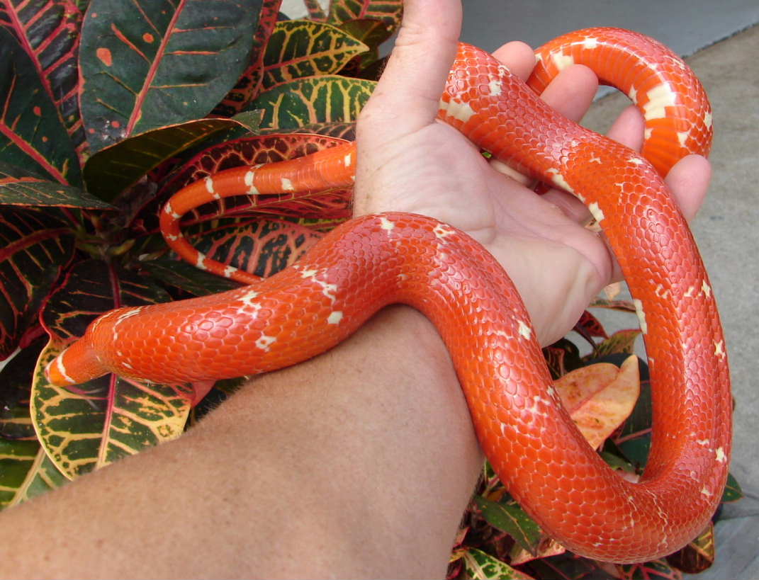 VP Albino