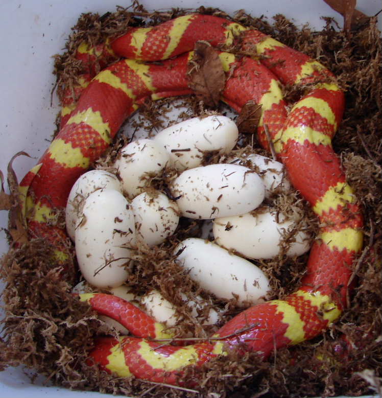 VP Eggs