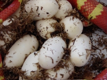VP Eggs