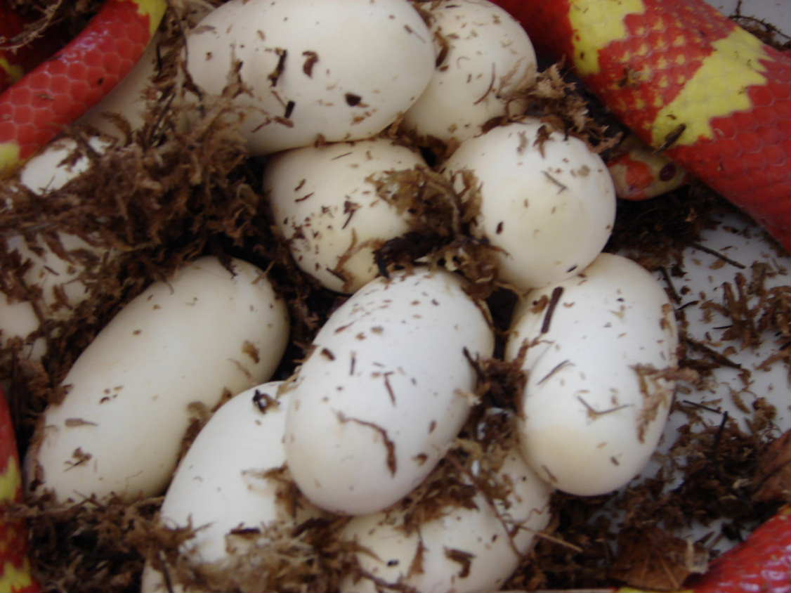 VP Eggs