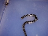 another shot of un ID snake