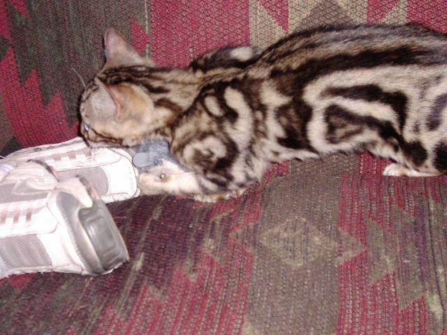 Diamond 1st day home