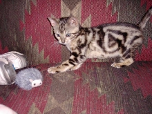 bengal at play
