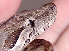 nic eye