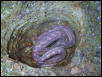 Columbian Rainbow Boa