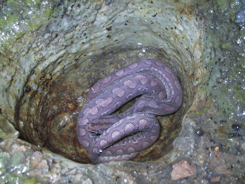 Columbian Rainbow Boa