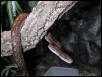 Columbian Rainbow Boa