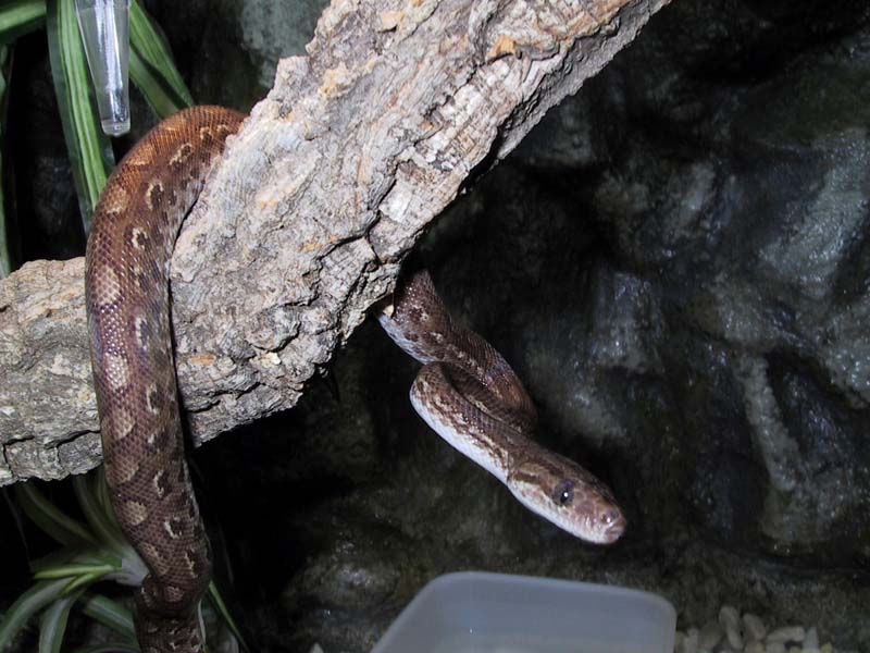 Columbian Rainbow Boa