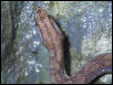 Columbian Rainbow Boa