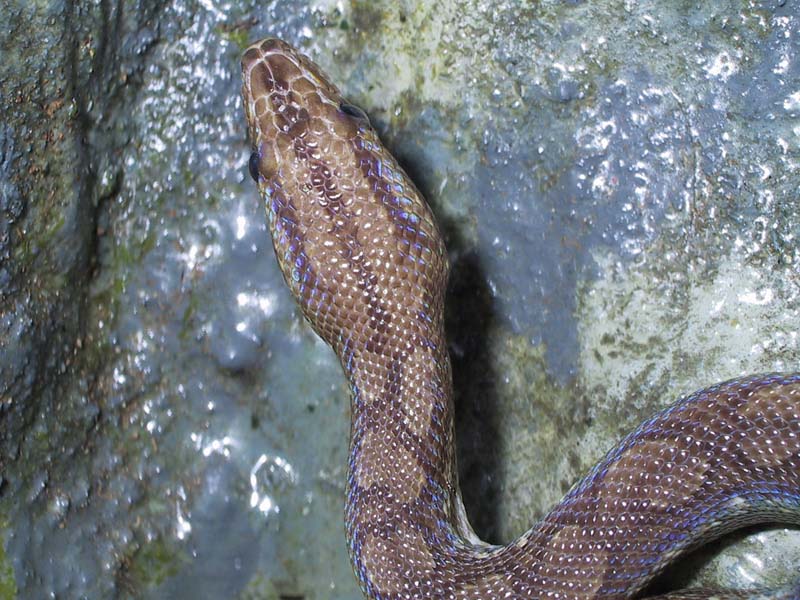 Columbian Rainbow Boa