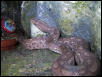 Columbian Rainbow Boa