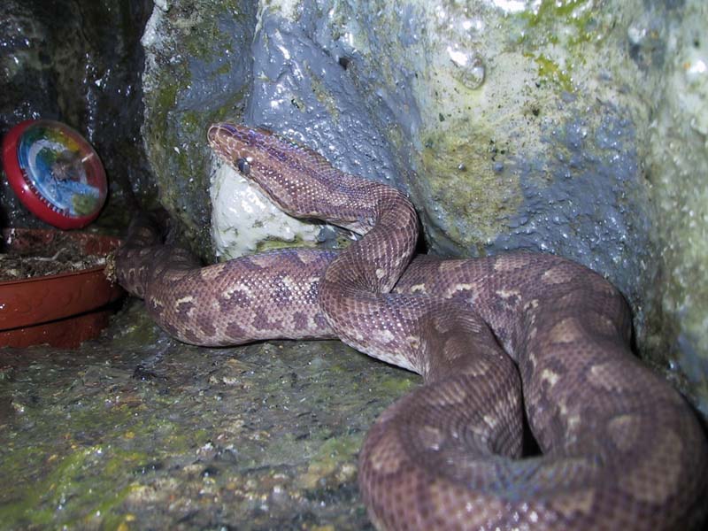 Columbian Rainbow Boa