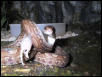 Columbian Rainbow Boa