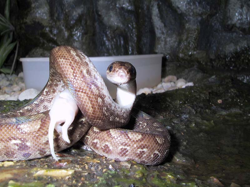 Columbian Rainbow Boa