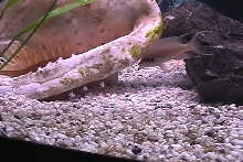 Brichardi and fry