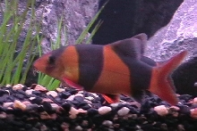 clown loach
