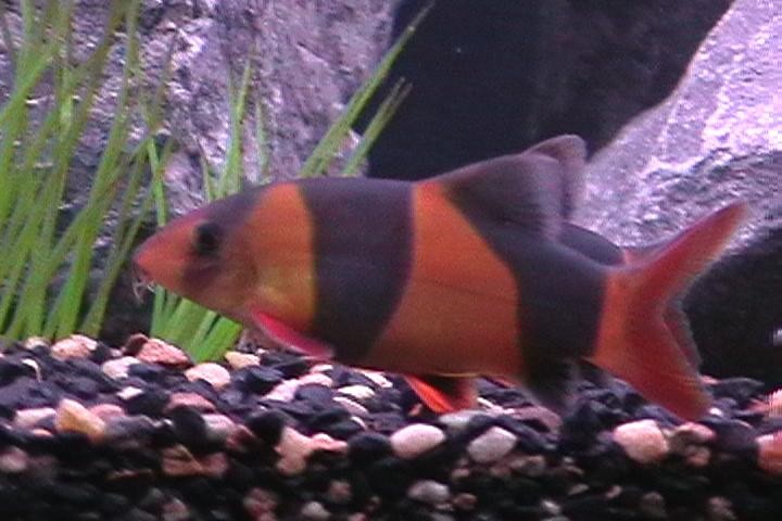 clown loach
