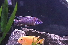 Bernie