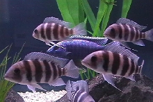 Frontosa's and friend 50 gallon