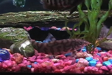 yo yo loach
