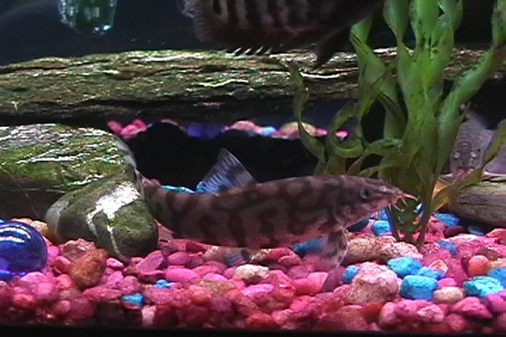 yo yo loach