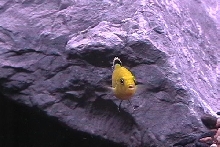 baby electric yellow