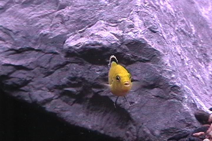 baby electric yellow