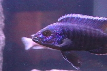 bill