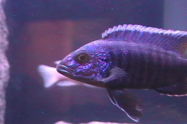 bill