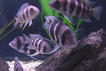 ...more frontosa