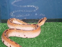 Green Burm1
