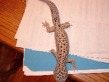 New Male Leo