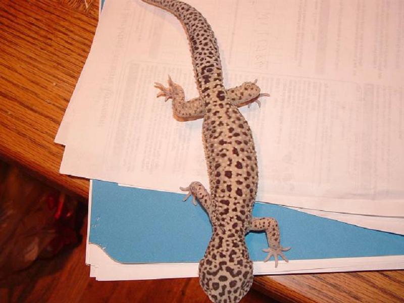 New Male Leo