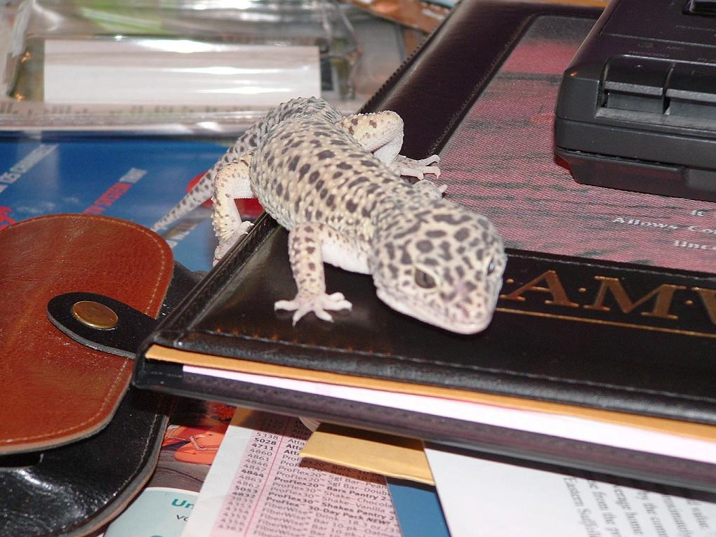 New Male Leo #2