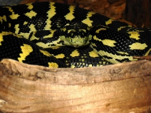 Malcom, my Jungle Carpet Python