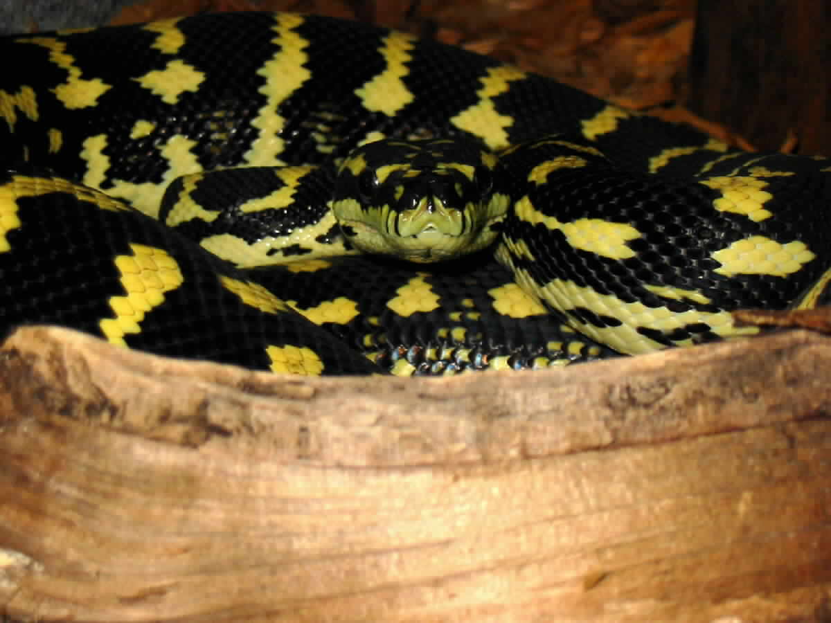 Malcom, my Jungle Carpet Python