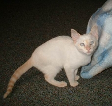 Flame Point Siamese Female