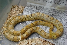 07 High yellow Golddust corn snake
