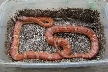 07 Okeetee Female Corn snake