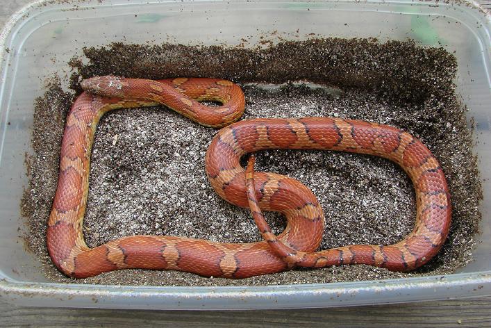 07 Okeetee Female Corn snake