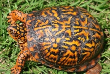 red/orange box turtle    top view
