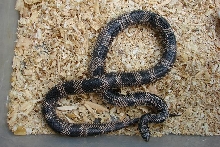 3-3.5'  08' Mosaic Female Eastern Kingsnake