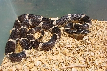 4.5 foot female South GA Eastern King